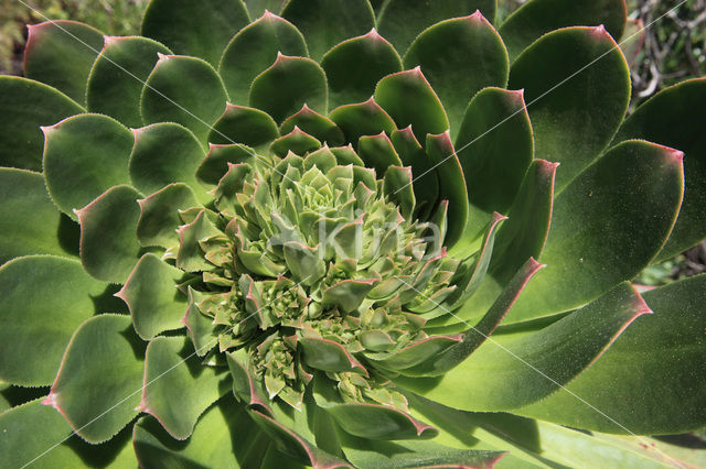 Aeonium gomerense