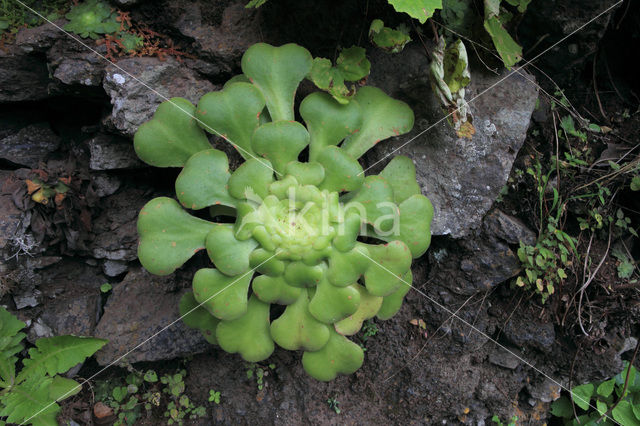 Aeonium spec