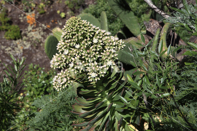 Aeonium urbicum