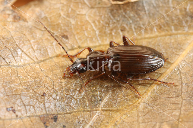 Agonum livens