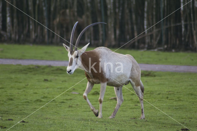 scimitar-horned oryx (Oryx dammah)