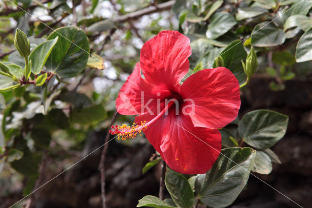 Hibiscus