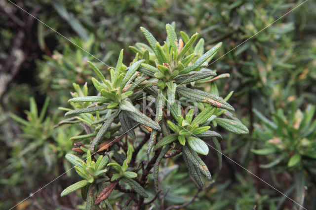 Amagante (Cistus simphytifolius)
