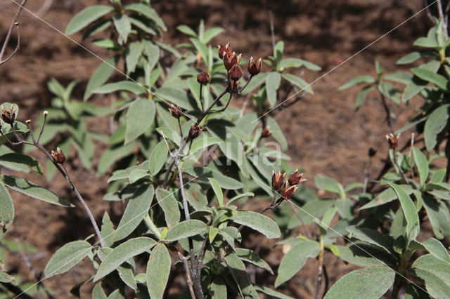 Amagante (Cistus simphytifolius)