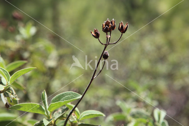 Amagante (Cistus simphytifolius)