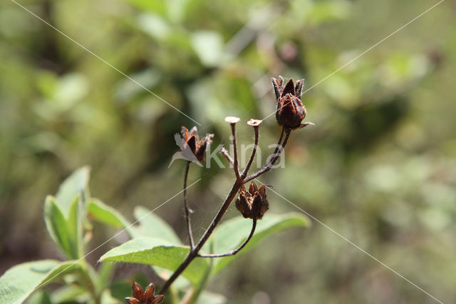 Amagante (Cistus simphytifolius)