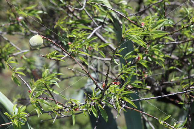 Almond (Prunus dulcis)