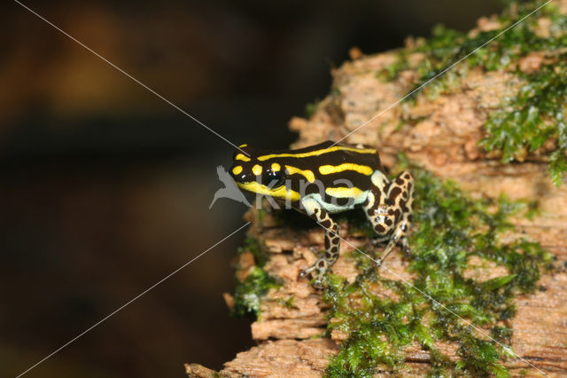 Ranitomeya flavovittata