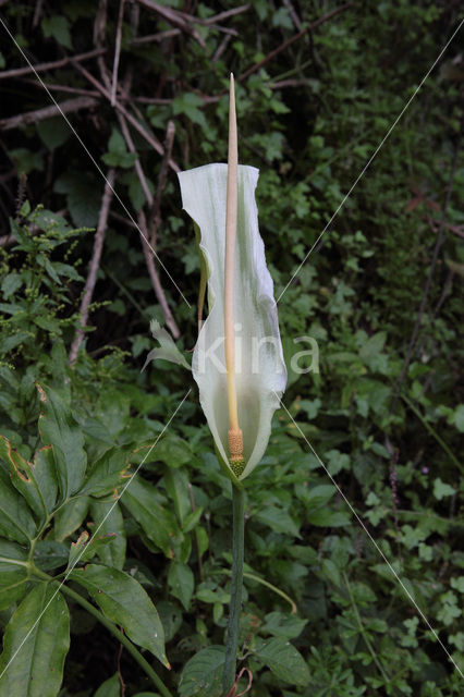 Amerikaanse aronskelk (Arum spec.)