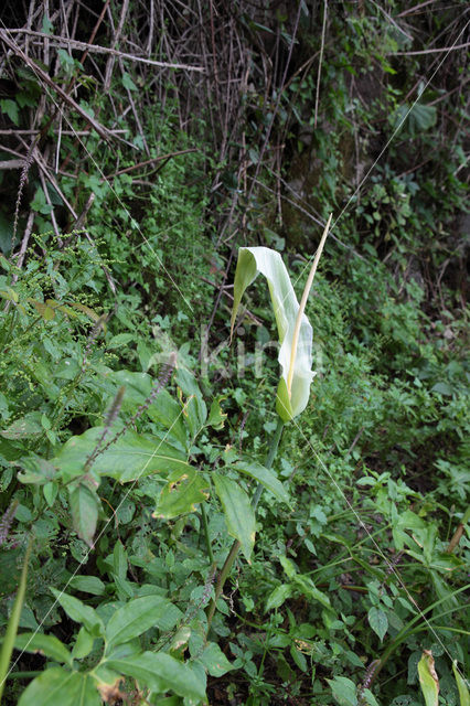 Amerikaanse aronskelk (Arum spec.)