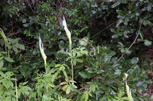Amerikaanse aronskelk (Arum spec.)