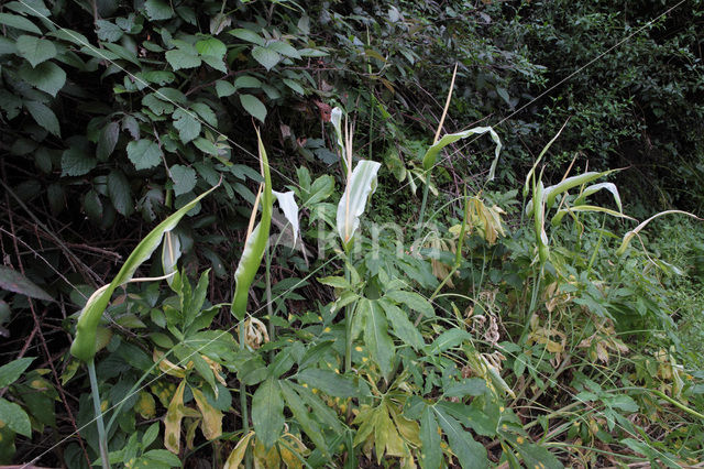 Amerikaanse aronskelk (Arum spec.)