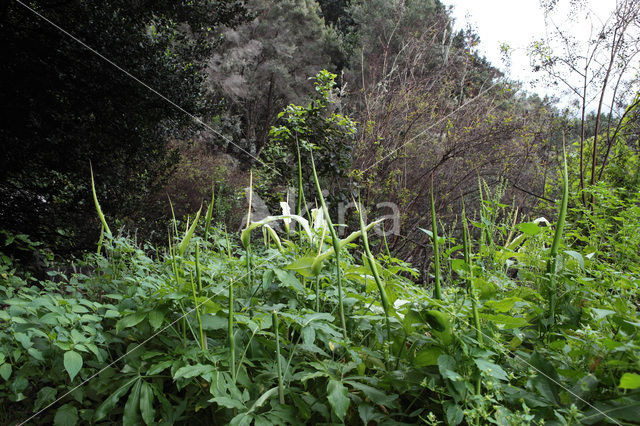 Amerikaanse aronskelk (Arum spec.)