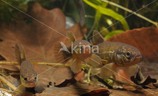 Striped Mud Minnow (Umbra pygmaea)