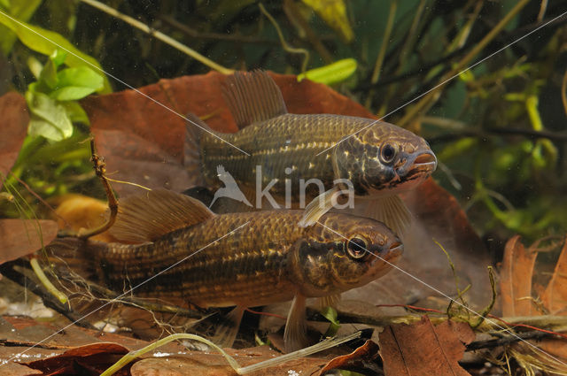 Amerikaanse hondsvis (Umbra pygmaea)