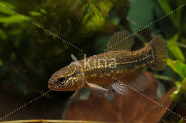 Striped Mud Minnow (Umbra pygmaea) - KINA154688