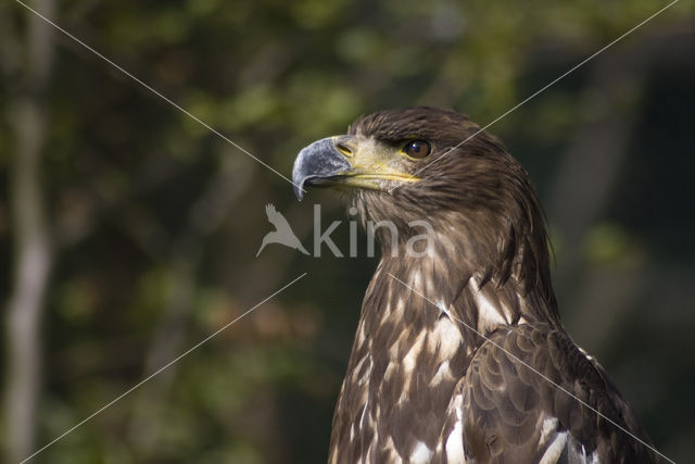 American bald eagle (Haliaeetus leucocephalus)