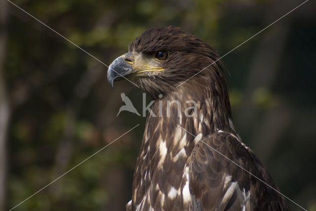 American bald eagle (Haliaeetus leucocephalus)