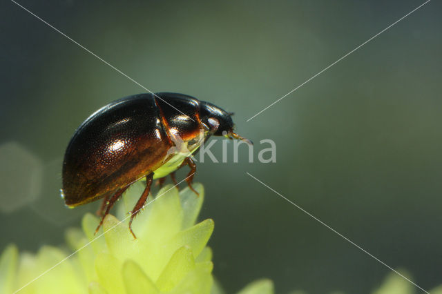 Anacaena globulus