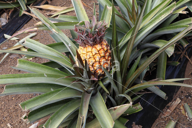 Ananas (Ananas comosus)