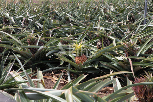 Pineapple (Ananas comosus)