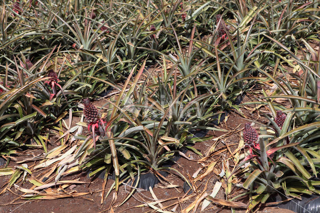 Pineapple (Ananas comosus)