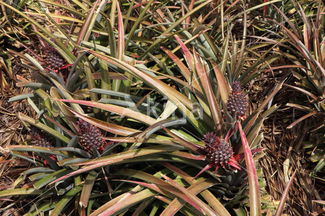 Pineapple (Ananas comosus)