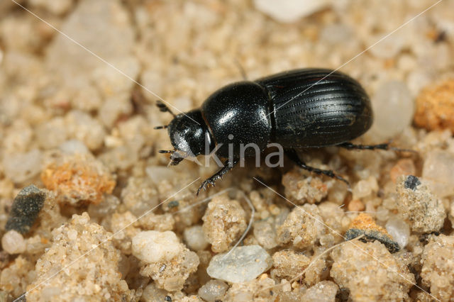 Aphodius ater