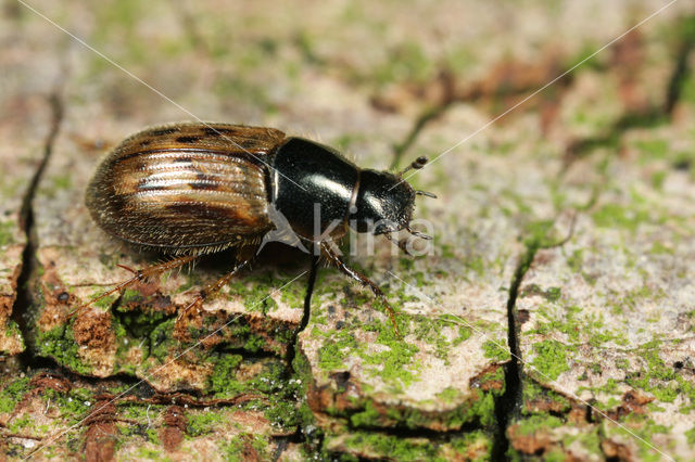 Aphodius contaminatus