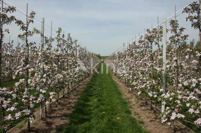 Apple (Malus domesticus)