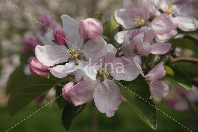 Apple (Malus domesticus)