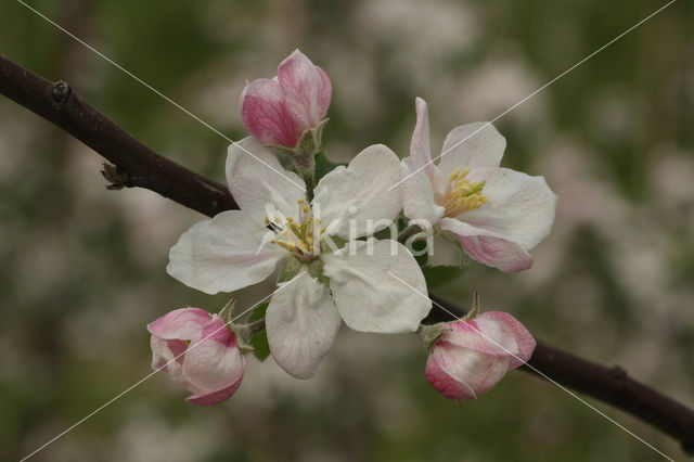 Apple (Malus domesticus)
