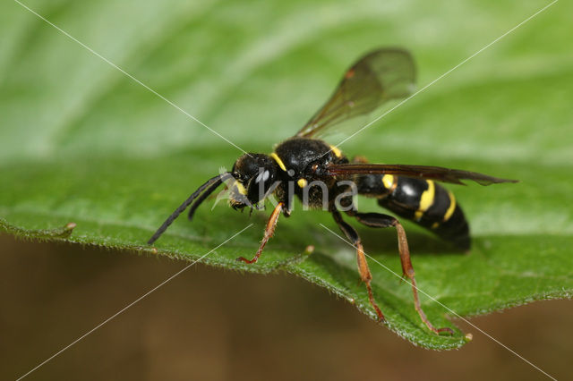 Argogorytes mystaceus