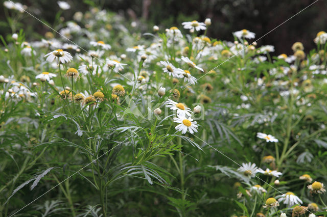 Argyranthemum broussonetii