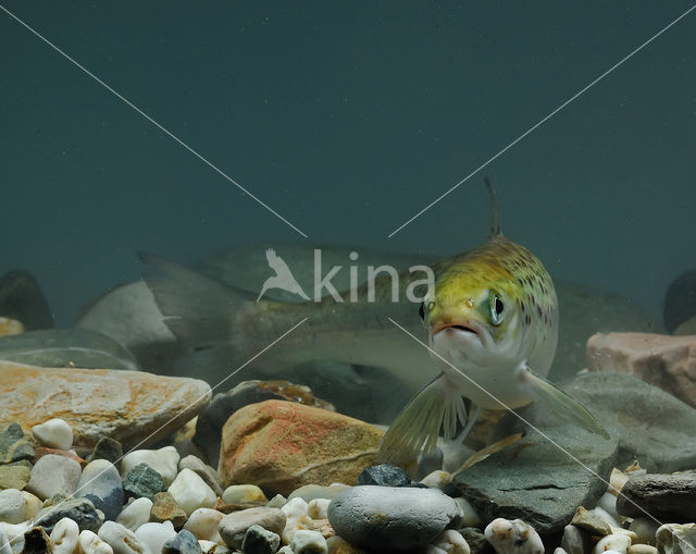 Atlantic Salmon (Salmo salar)