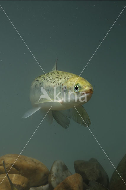 Atlantic Salmon (Salmo salar)