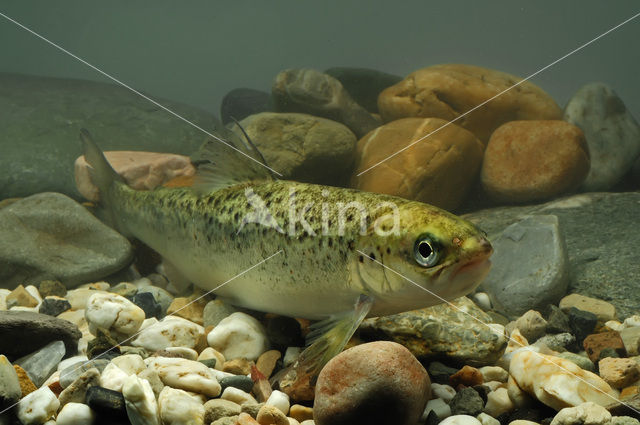 Atlantic Salmon (Salmo salar)