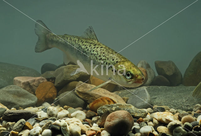 Atlantic Salmon (Salmo salar)