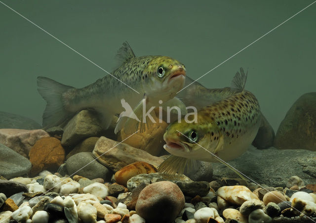 Atlantic Salmon (Salmo salar)