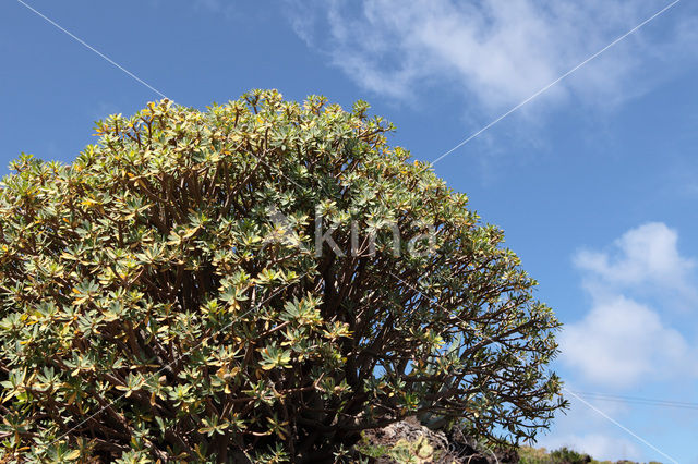 Spurge (Euphorbia balsamifera)