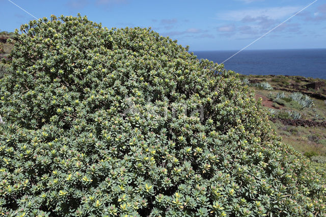 Spurge (Euphorbia balsamifera)