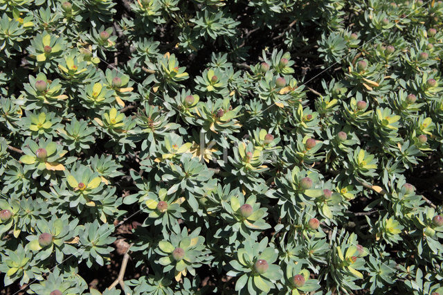 Spurge (Euphorbia balsamifera)