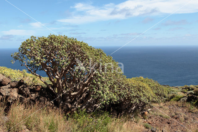 Spurge (Euphorbia balsamifera)