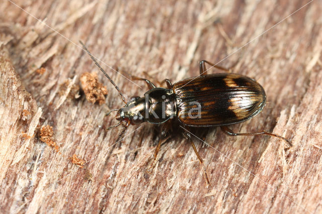 Bembidion dentelleum