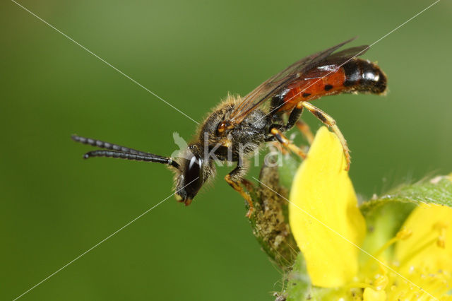 Lasioglossum albipes