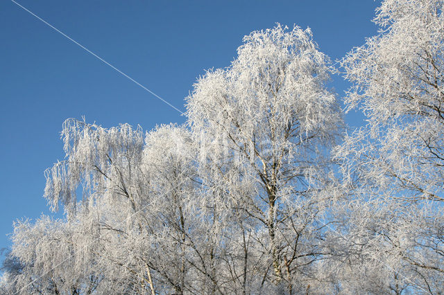 Birch (Betula)