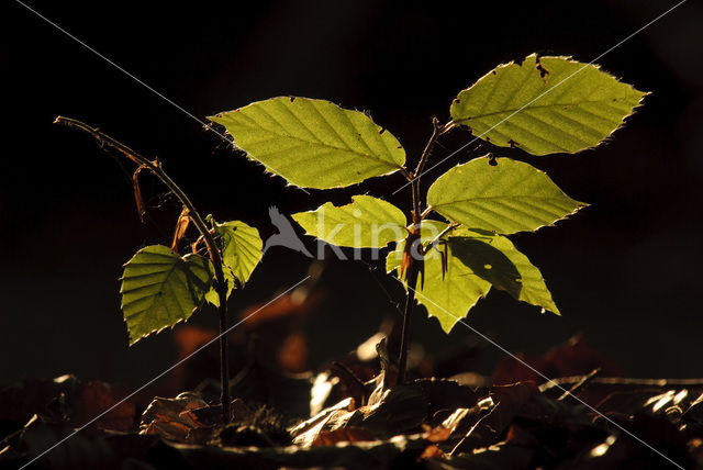 Beuk (Fagus sylvatica)