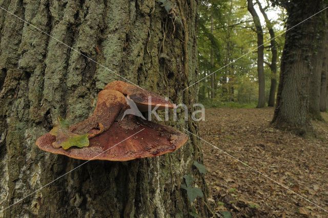 Biefstukzwam (Fistulina hepatica)