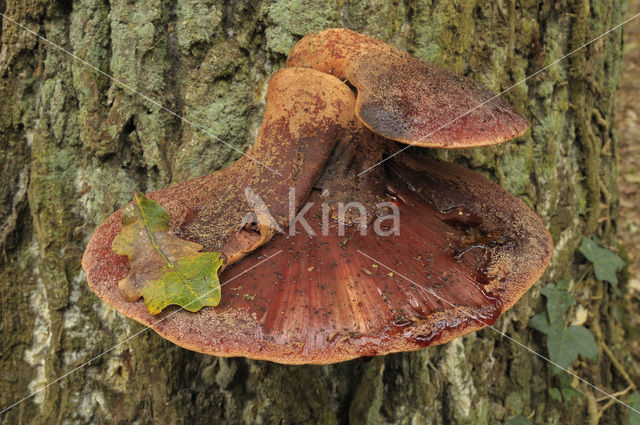 Beefsteak Fungus (Fistulina hepatica)