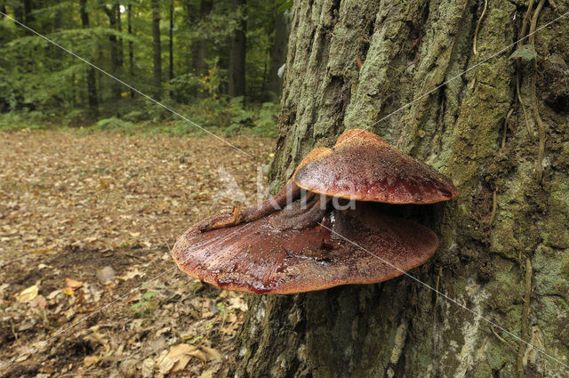 Beefsteak Fungus (Fistulina hepatica)